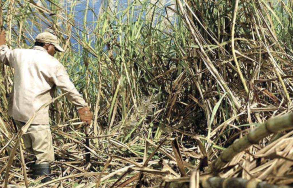 President threatens management shake-up at GuySuCo as industry continues to underperform